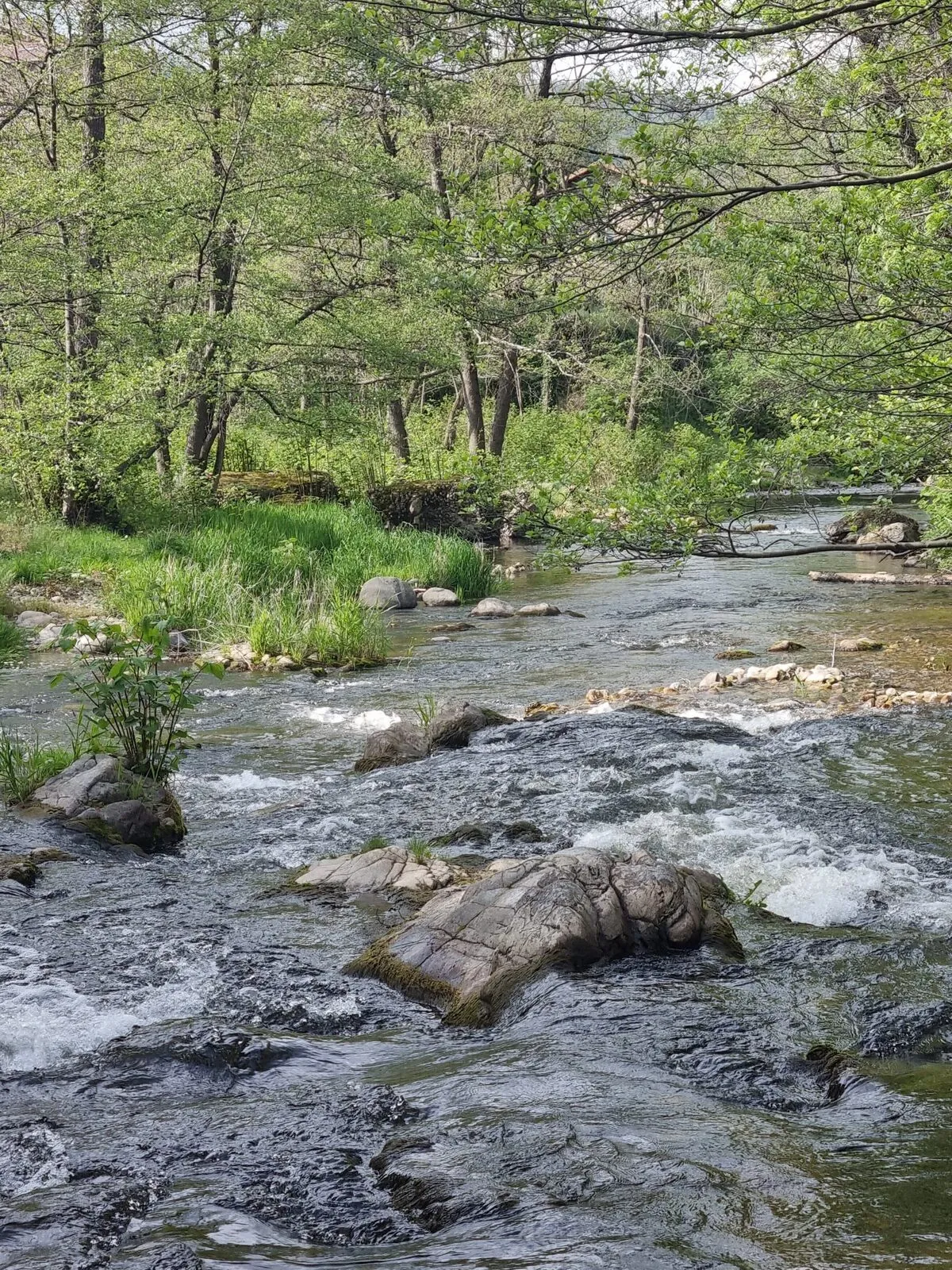 The Doux flowing between rocks, under the trees on the bank