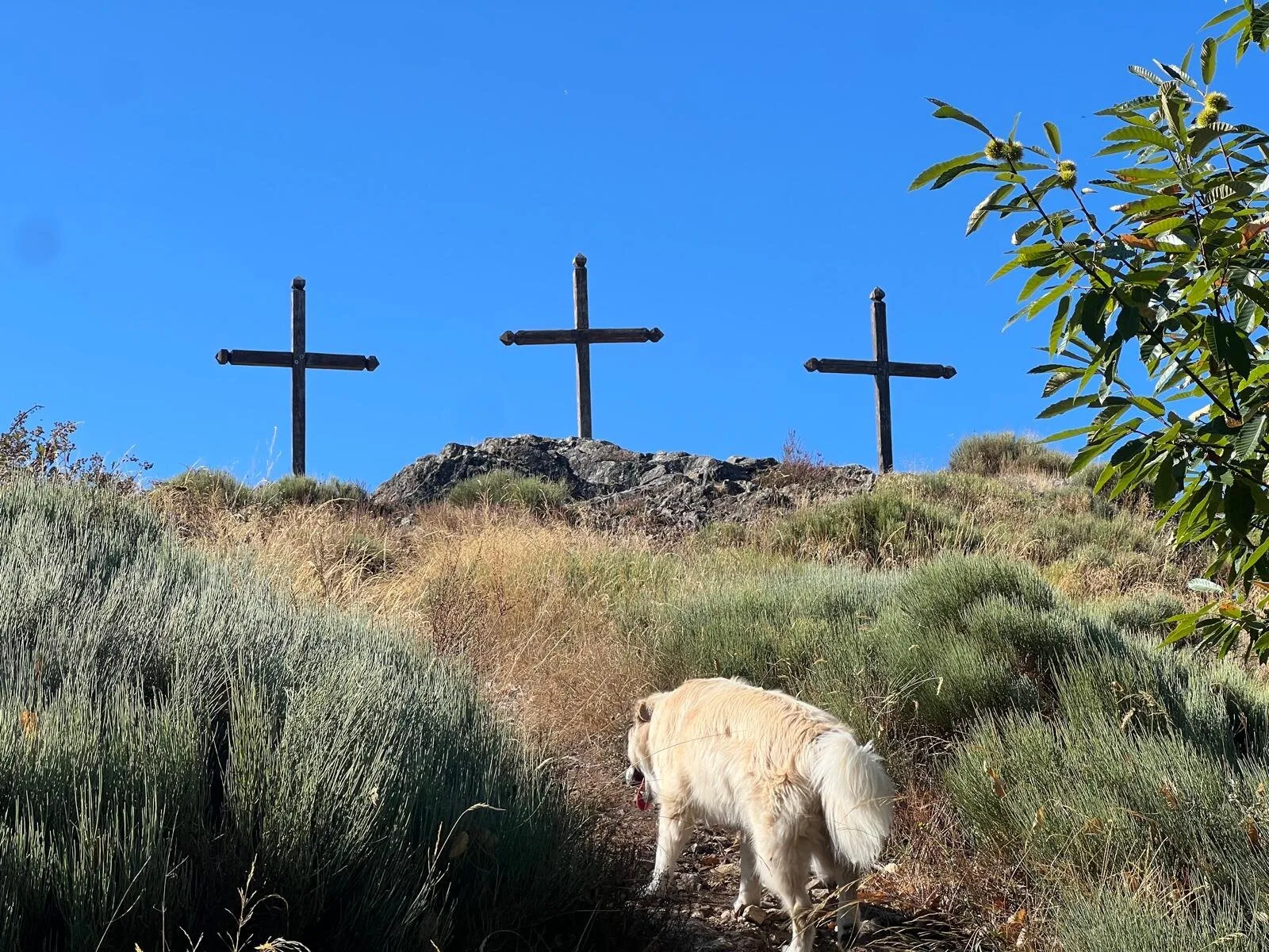 The three crosses at the top of the mountain, at the end of a broom-lined path, a dog leading the way